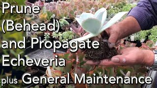 How to Prune Behead and Propagate your Echeveria Succulents plus general maintenance [upl. by Odarnoc]