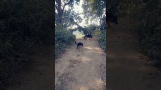 9 Dindependenceday ecember 2024viralvideo animals doglover [upl. by Maer236]