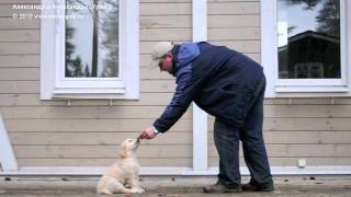 Golden retriever puppy trainingLesson3Обучение щенка ретривераУрок3 [upl. by Cort382]