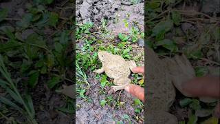 catch frogs jump for fun 🐸🤏😂 catching frogs funny  Catch frogs for fun  funny funnymoment [upl. by Sset]