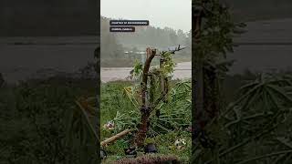 NikaPH Flood submerges rice field in Cordon Isabela [upl. by Kapor]