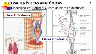 aula propriocepção e funções motoras da medula espinhal part 3 [upl. by Eneliak]