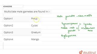 Multicilate male gametes are found in [upl. by Mohamed]