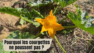 Pourquoi les courgettes ne poussent pas [upl. by Asilrak]