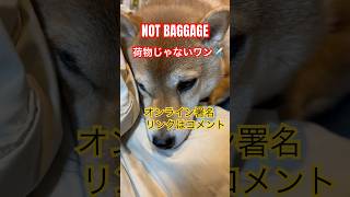 飛行機のペット貨物室積み込みを禁止しましょう ペットオンライン署名 shibainu [upl. by Selim]