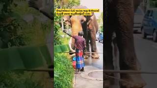 Nadungamuwe Raja  කලු මාමගෙන් බැනුම් අහපු රාජා trending short adventure travel animals pets [upl. by Mccallion970]