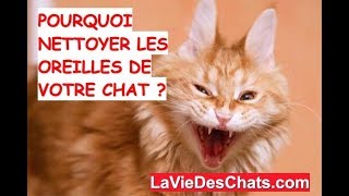 Pourquoi nettoyer les oreilles de votre chat 🐱 [upl. by Ecyar]