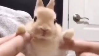 Cute bunny doing the Vivi trend I joviio on tiktok [upl. by Aiel]