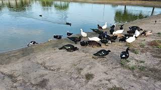 ducks and drakes eating corn 🌽 [upl. by Lehcar]