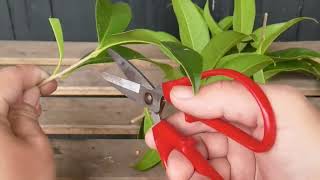 Osmanthus fragrans cutting propagation tips simple and practical you can see [upl. by Leduar]