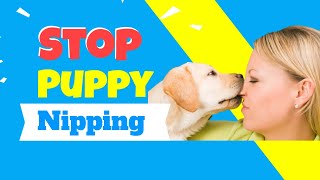 Stop Puppy Nipping [upl. by Yerdua]