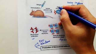 Antibodi Monoklonal  Bioteknologi [upl. by Airalav]