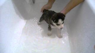 siberian husky puppy first bath  1st bath cute and funny [upl. by Humo]