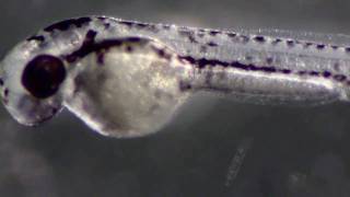 Zebrafish Juvenile [upl. by Ecnerual379]