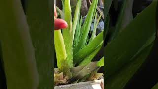 Aloe vera picking ncfarmliving shorts [upl. by Radferd]