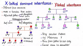 X linked dominant inheritance  Y linked inheritance  class 12 [upl. by Imled136]