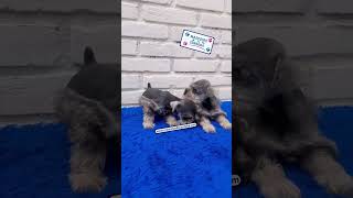 cachorros schnauzer miniatura [upl. by Ahsit]