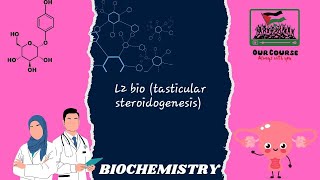 L2 bio tasticular steroidogenesis REBRO42 [upl. by Riegel657]