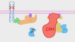 Achondroplasia bone growth and FGFR3 mutation phenotypes including RASMAPK [upl. by Edwards196]