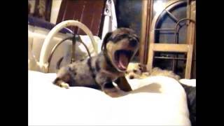 Chiweenie Puppies playing cute amp funny [upl. by Nylicaj]