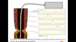 Fisiología digestiva Peristaltismo [upl. by Bergquist848]