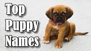 Top 10 Most Popular Dog amp Puppy Names in 2019 For Boys amp Girls [upl. by Reinold367]