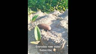 WoodlouseAnimal Isopods woodlouse lisopods wildlife virlvideo subscribe [upl. by Aiclef300]