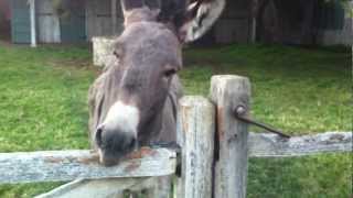 The Donkey amp The Fence [upl. by Llezo532]