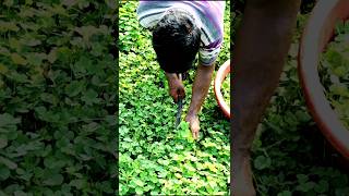 See What He Was Harvesting Water Clover shorts [upl. by Alban864]