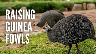 Raising Guinea Fowls Everything You Should Know [upl. by Eeliah]