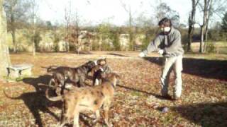 American Bandog Mastiffs Play Tug [upl. by Sarid]