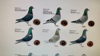 Why inbreeding Racing Pigeons leads to many of one sex [upl. by Zarger]