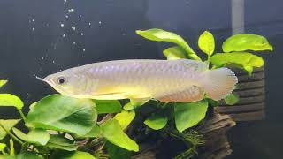 Young Crossback Arowana fish waiting for food [upl. by Analram]