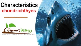 Class Chondrichthyes characteristics  upsc zoology optional [upl. by Aksoyn]