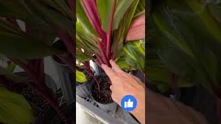 Harlequin Cordyline Goregous Houseplant redbirdgardeninganddesign rightplantrightplaceeverytime [upl. by Uzia]