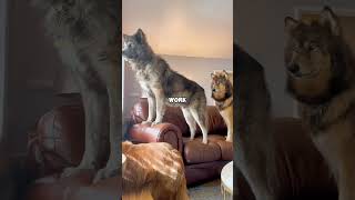 Love changes animals pets dog wolf amazing love cute shortvideo shorts fyp [upl. by Carola]