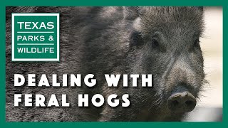 Dealing with feral hogs [upl. by Oikim]