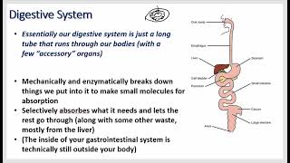 Gastrointestinal Physiology  Neuro Control Stomach Parietal Small Intestine Cholecystokinin [upl. by Bearnard]