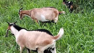 Pastoreando a nuestra cabra 🐐 mascota y sus cabritos chunga tarde de nublados y chubascos 🌧️ [upl. by Anitsirhk]