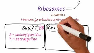 Mnemonics on Drugs acting on Ribosomal Subunits  Medical Mnemonics Pharmacology [upl. by Lewiss167]