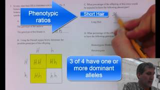 Punnett Square Sample Problem [upl. by Olaznog]