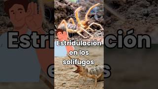 Estridulación en solífugos solifugae camelspider inofensivos sonidos fyp shorts defensivos [upl. by Nolat]