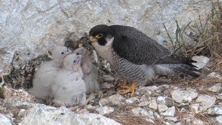 Le faucon pèlerin – oiseau de lannée 2018 [upl. by Crotty]