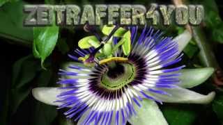 Passionsblume Passiflora caerulea Timelapse Zeitraffer passion flower [upl. by Anurag]