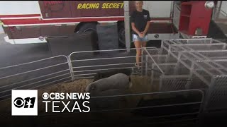 North Texas Fair and Rodeo adjusts schedule for extreme heat [upl. by Eimot]