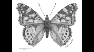 IllustraTALK  Presentación del curso Ilustra Mariposas [upl. by Asillam]