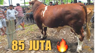 85 JUTA🔥SAPI TERBESAR PASAR BESUKI❗️MURAH TAPI GAK ADA YANG BELI [upl. by Carma]