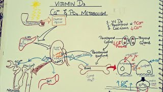 Endocrinologysynthesis of Vit D3Regulation of Calcium and phosphate ion [upl. by Etiam]