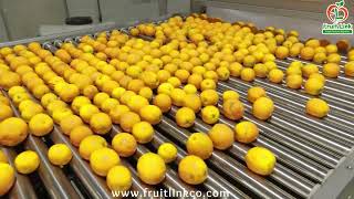 Fruit Link Citrus Packing House [upl. by Iphagenia]