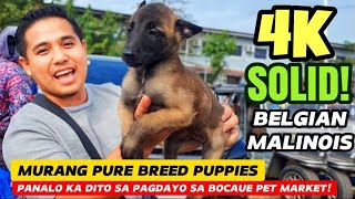 MURANG PURE BREED AT CROSSBREED PUPPIES SA BOCAUE BELGIAN MALINOIS 5K CHOWCHOW [upl. by Troyes]